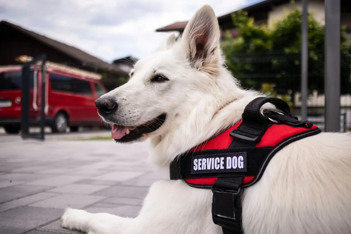 Service Animals vs. Emotional Support Animals: Understanding the Legal Differences in Missouri
